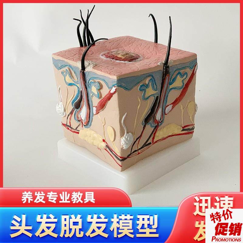 人体毛发脱发模型头发头皮发炎毛细血管毛囊收缩教学教.具演示模