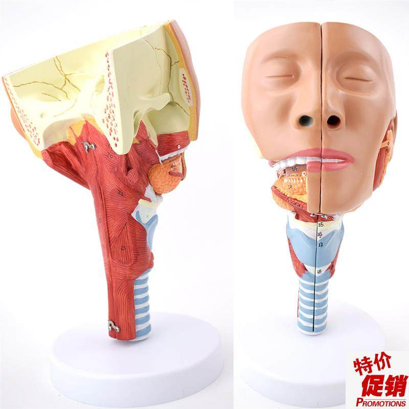 ENOVO颐诺医学鼻咽喉气管咽肌解剖模型环咽肌会吞U咽障碍康复教学,文具电教/文化用品/商务用品,教学标本/模型,淘宝优惠券,粉丝福利购,淘宝优惠卷