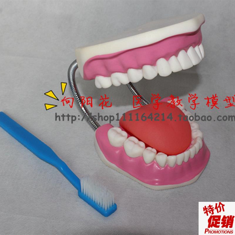 向阳花正品口腔保健护理F牙齿模型厂家直销包邮