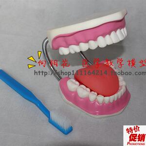 向阳花正品口腔保健护理F牙齿模型厂家直销包邮