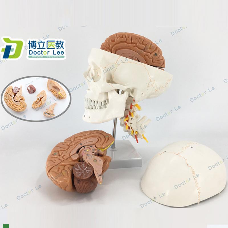 人体头颅a骨大脑模型头骨模型1:1颅脑神经外科解剖头骨模型医教