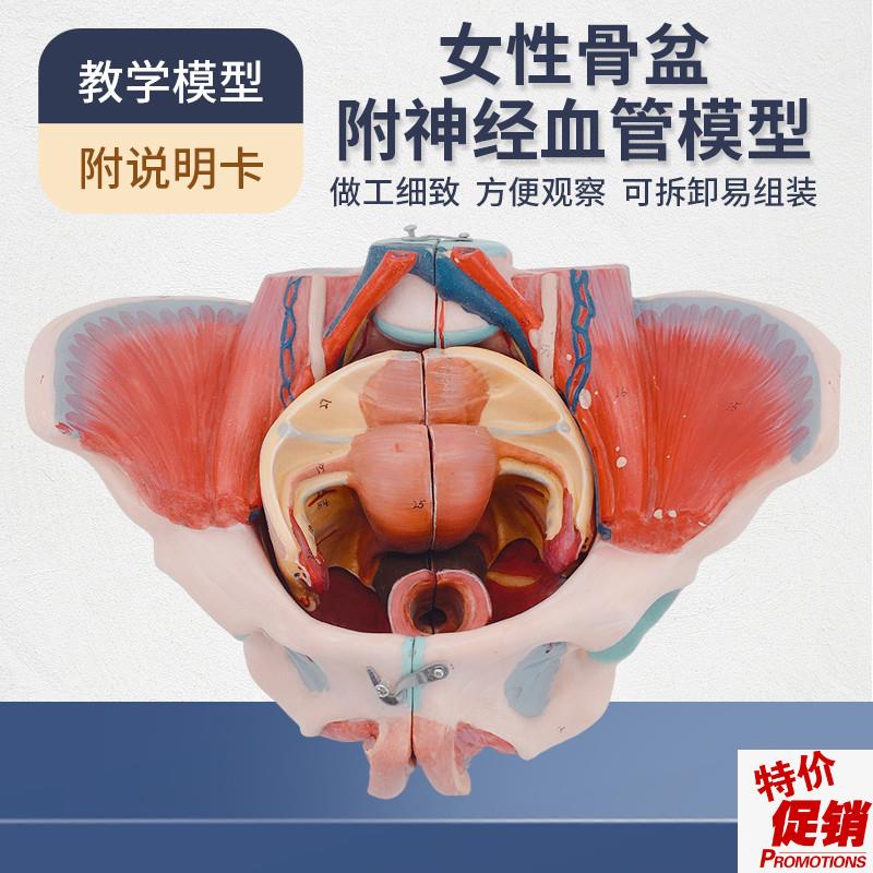 女性骨盆模d型盆底肌带生殖器血管神经肌肉子宫人体解剖教学医学