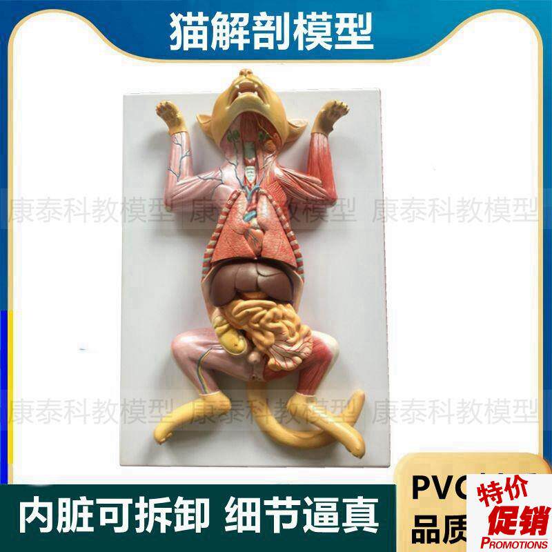 猫解剖模型内脏可拆卸猫科动物解剖标本J肝胃肠心脏宠物医院兽医
