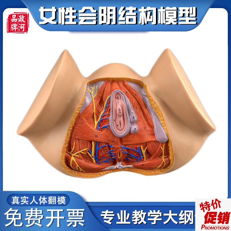 政河女性会阴器i官结构解剖模型人体生殖构造讲解医院学校教学用