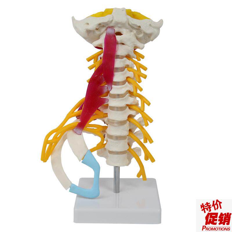人体颈椎模型枕骨小脑脊髓神经肌肉肋骨寰椎枢椎R麻醉解剖正骨医