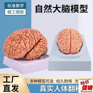 高端医学教学神经科脑科人体大脑解剖模型大脑模j型脑分区模型