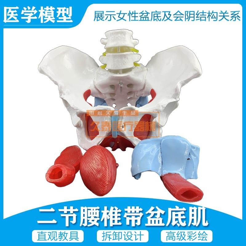 厂家直销女性骨盆及盆底肌肉模型盆骨模型人体骨骼X模型股骨模型