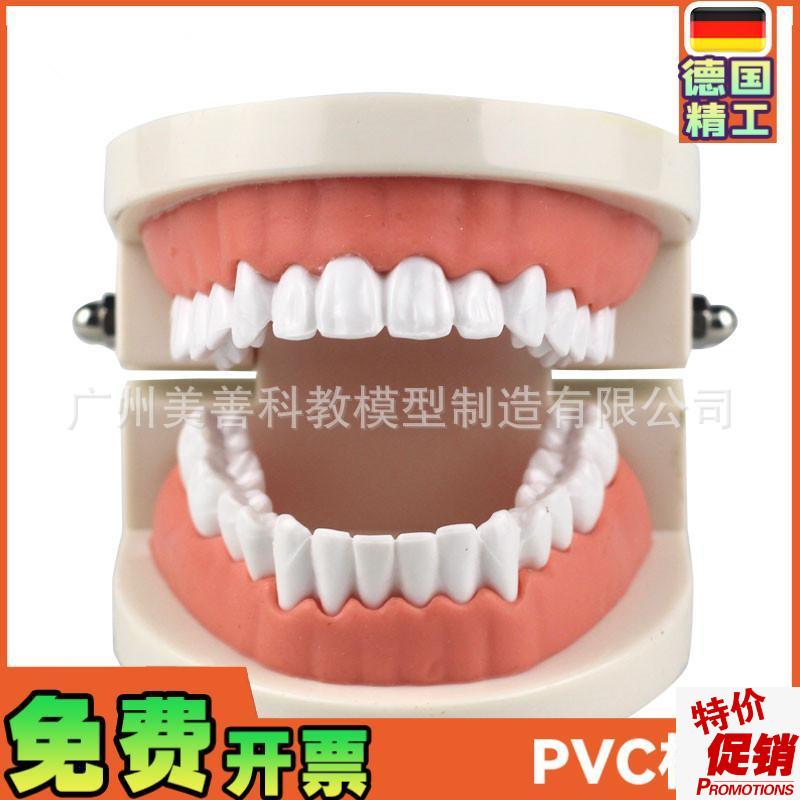 牙齿模型教学模型牙科材料口腔材料假牙模型口腔模型.儿童幼儿园