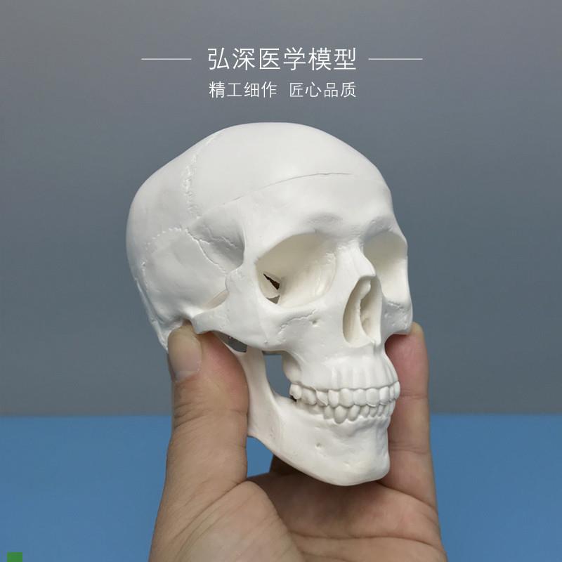 人体头骨模型缩小型号迷你可拆卸骷髅头美术素描T画道具医学生教