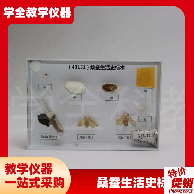 厂家直销蚕宝宝的一生标本桑蚕生命周期蚕蛹蚕P蛾蚕茧试管标本蚕