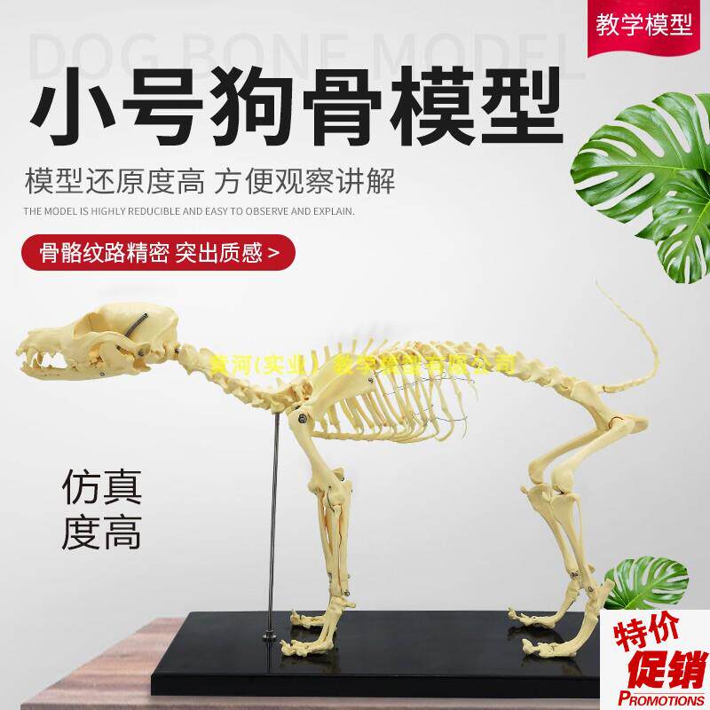 狗骨模型骨标i本狗解剖狗骨架犬犬骨模型犬骨架动物模型