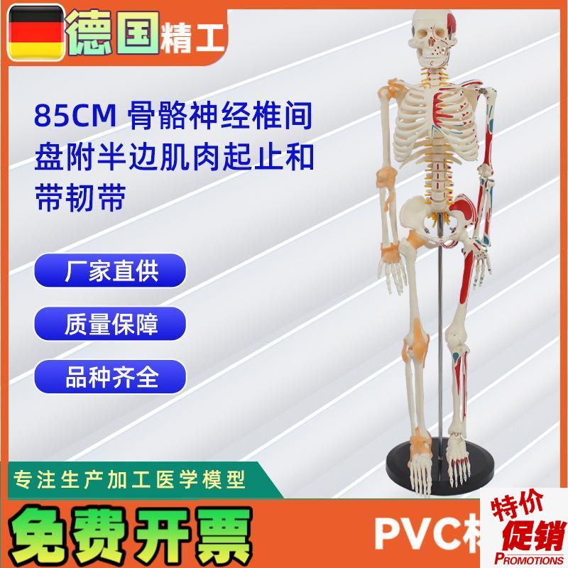 85CM骨骼神经k椎间盘(附半边肌肉起止和带韧带)骷髅人骨架道具