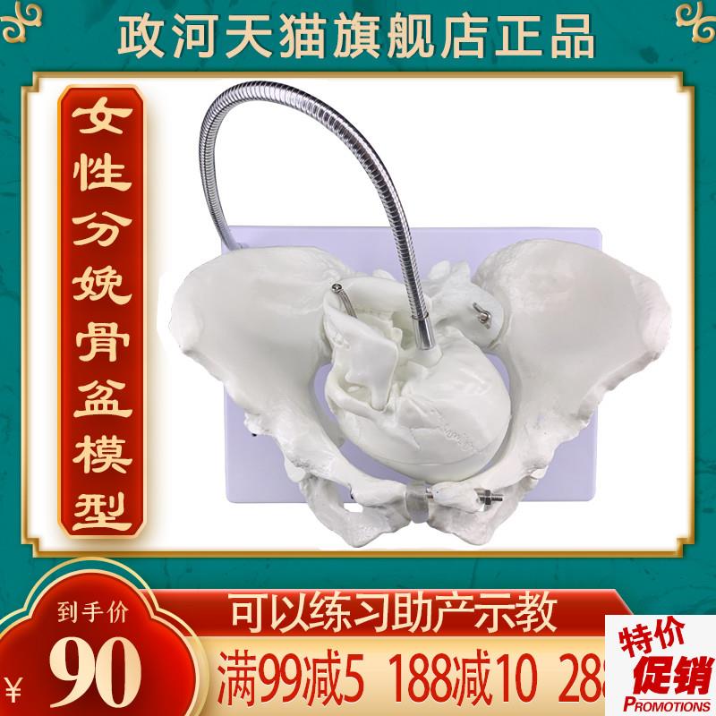 政河女性分娩骨盆模型q产妇助产生育顺产示教具医院学校用婴儿头