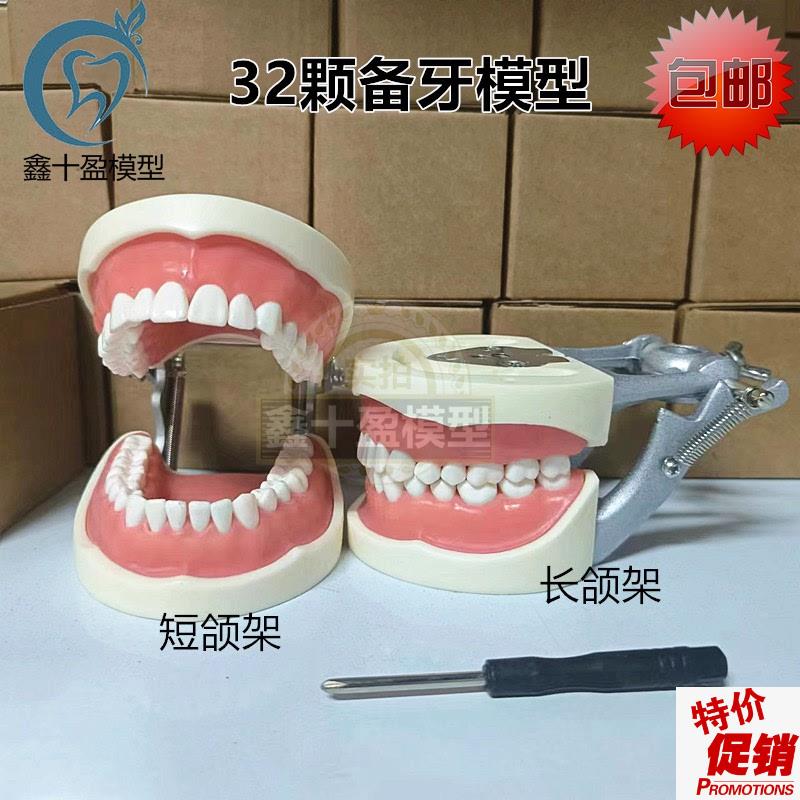 32颗牙齿牙科口腔材料齿科教学牙模型可拆卸牙齿软牙Z龈备牙练习
