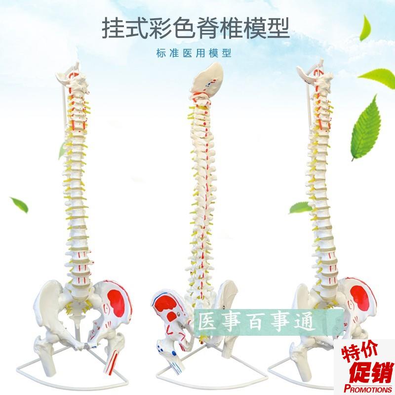 骨骼解剖模型脊椎模型q颈椎模型盆骨模型腰椎模型关节模型包邮