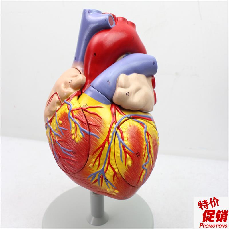 ENOVO颐诺放大版人体心脏解z剖模型心脏模型医学心室心房解剖生理