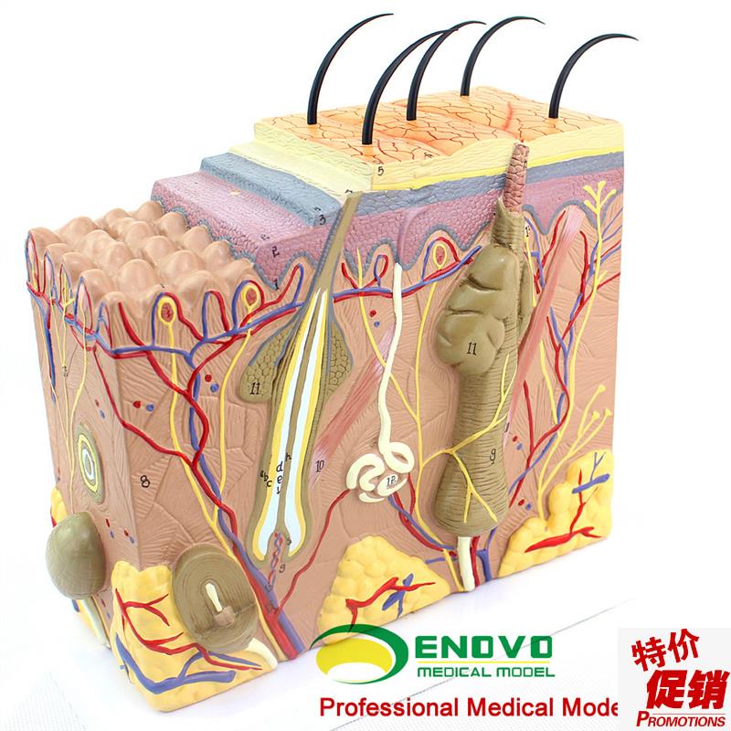 ENOVO颐诺放大版n人体皮肤组织结构解剖模型美容微整教学展示演示