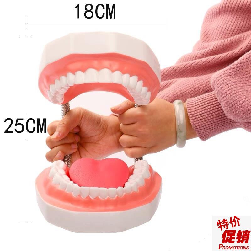 牙齿模型牙医教学刷大假牙备牙幼儿园练O习儿童牙科口腔摆件