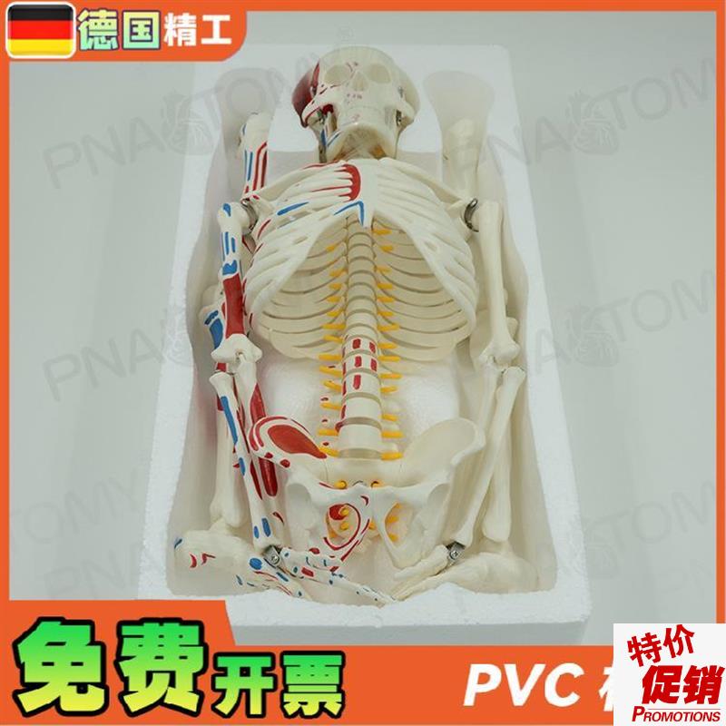 德国】85cm全身人o体骨骼模型可拆卸可活动肌肉着色脊神经椎间盘