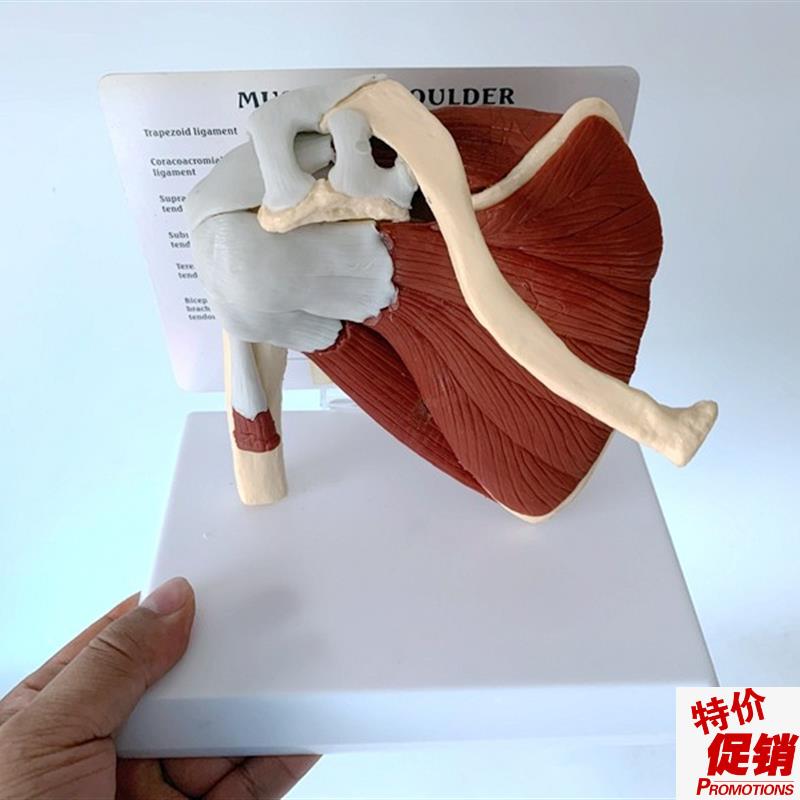 自然大肩关节及带肌肉模型人w体解剖骨骼模具教学示教韧带肌腱标