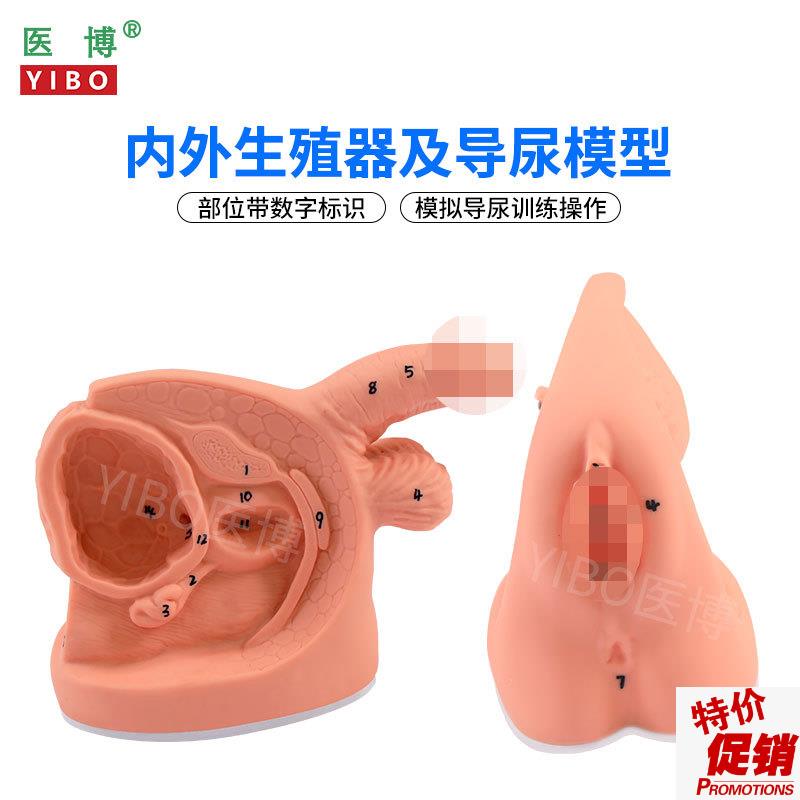 医博BIX-H5Dh/6D男女性内外生殖及导尿模型男性生殖器解刨模型女