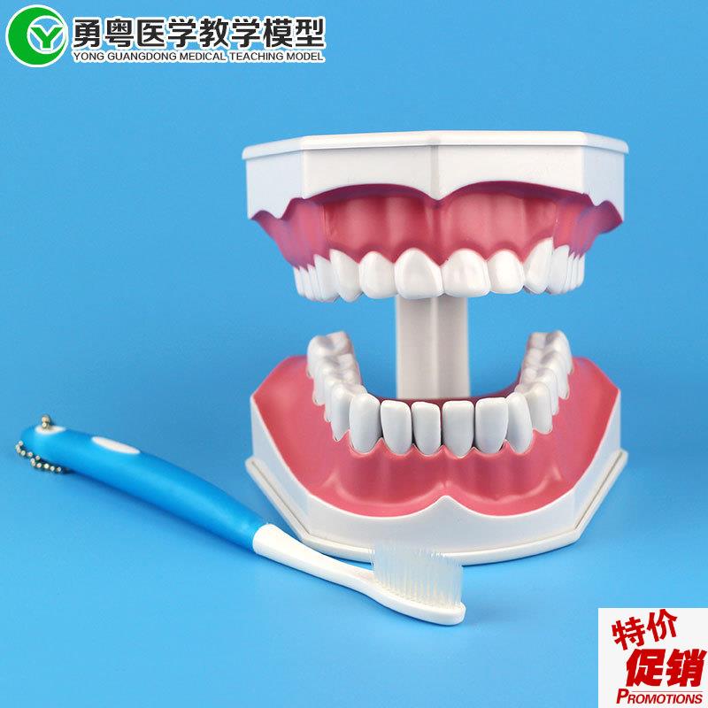 中小型护理牙模型带舌头人体牙齿模型人体X模型教学模型