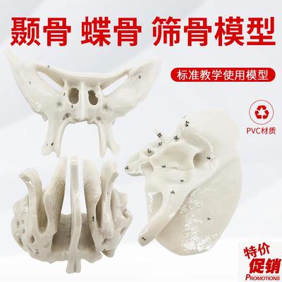 颞骨蝶骨筛骨听小m骨放大骨骼模型仿真人体散骨解剖1比1下颌骨