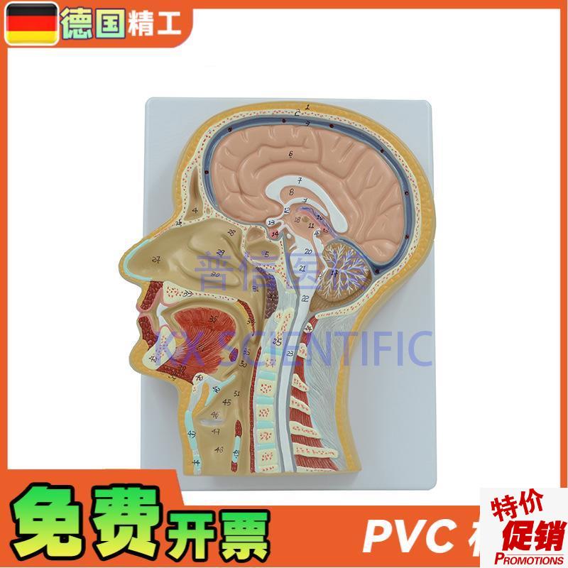 德国】PNT-1630头中切模型人脑G头剖面鼻腔解剖医学教用大脑构