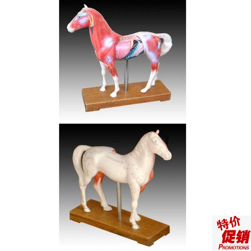 中医用马体针灸模型教v学经络穴位训练示教模具标本橡皮