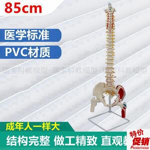 85厘米脊柱模型仿真1:1比例彩色分段肌肉起止点瑜V伽康复功能中医