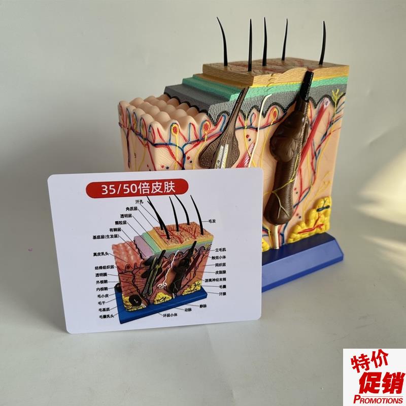 50倍人体皮肤组织结构放大x解剖模型医学美容整形立体皮肤模型