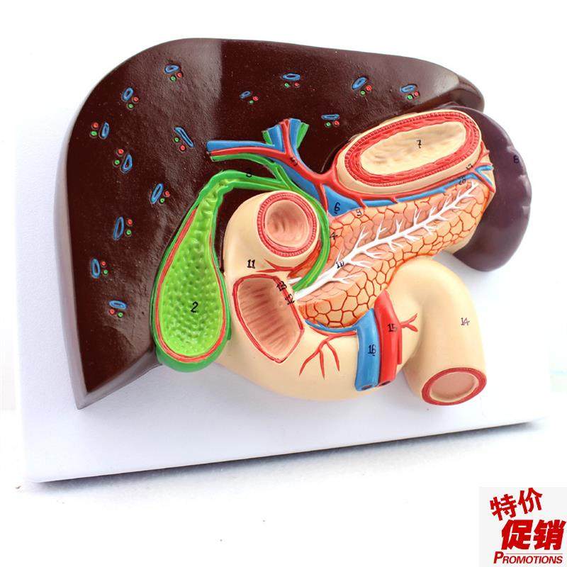 ENOVO颐诺人体肝胆胰十二指肠C胃结构模型肝胆脾胰解剖切面模型消,文具电教/文化用品/商务用品,教学标本/模型,淘宝优惠券,粉丝福利购,淘宝优惠卷