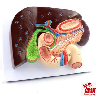 ENOVO颐诺人体肝胆胰十二指肠C胃结构模型肝胆脾胰解剖切面模型消