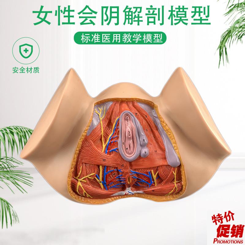 女性会阴模型会阴解剖模型妇科解剖模型女性生T殖器官解剖模型