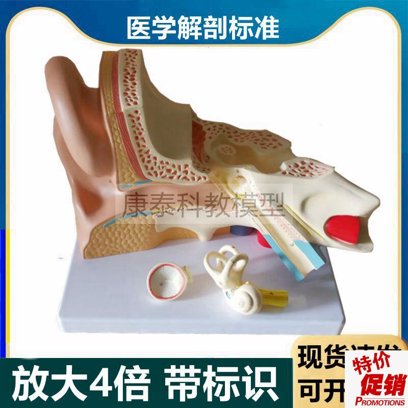 人耳朵解b剖模型放大4倍可拆卸带标识内耳迷路鼓膜听小骨听觉器官