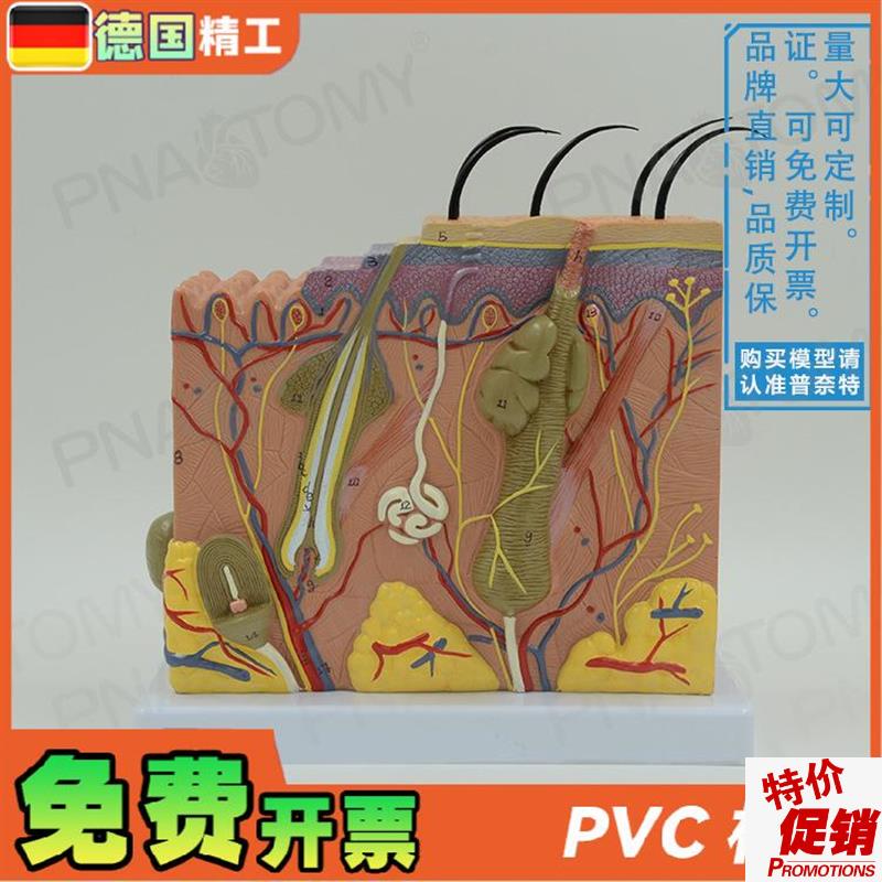 德国】人体立体皮l肤层次结构放大解剖模型教学皮肤科美容微整形