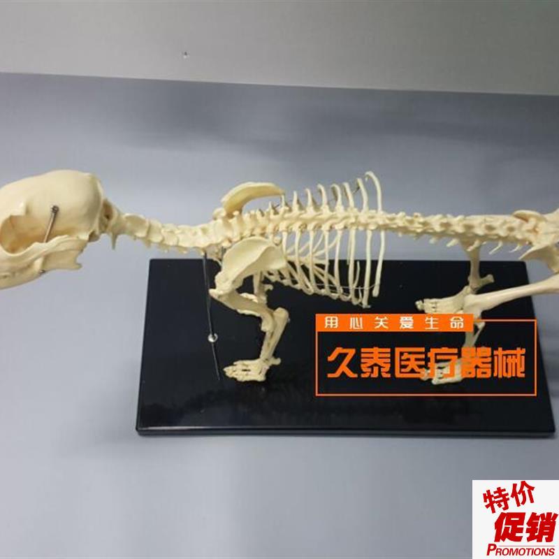 骨科器械狗骨骼标本模型宠物动物狗猫犬教学骨V架骨头骨骼模型