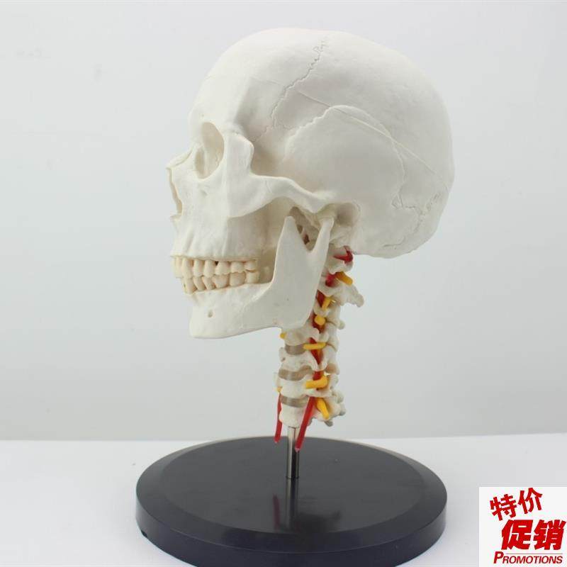 颐诺正品a人体头骨颅骨带颈椎模型枕骨颅骨模型骨科医患沟通