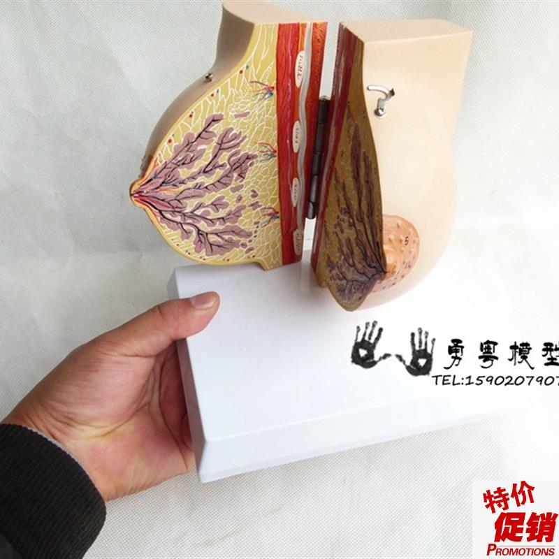 未孕女性静止期女性乳房模型乳房解剖模型丰P胸乳房美容妇科模型