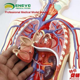 颐诺正品人体血液循环系统模型体肺循环心血管X心脏解剖模型