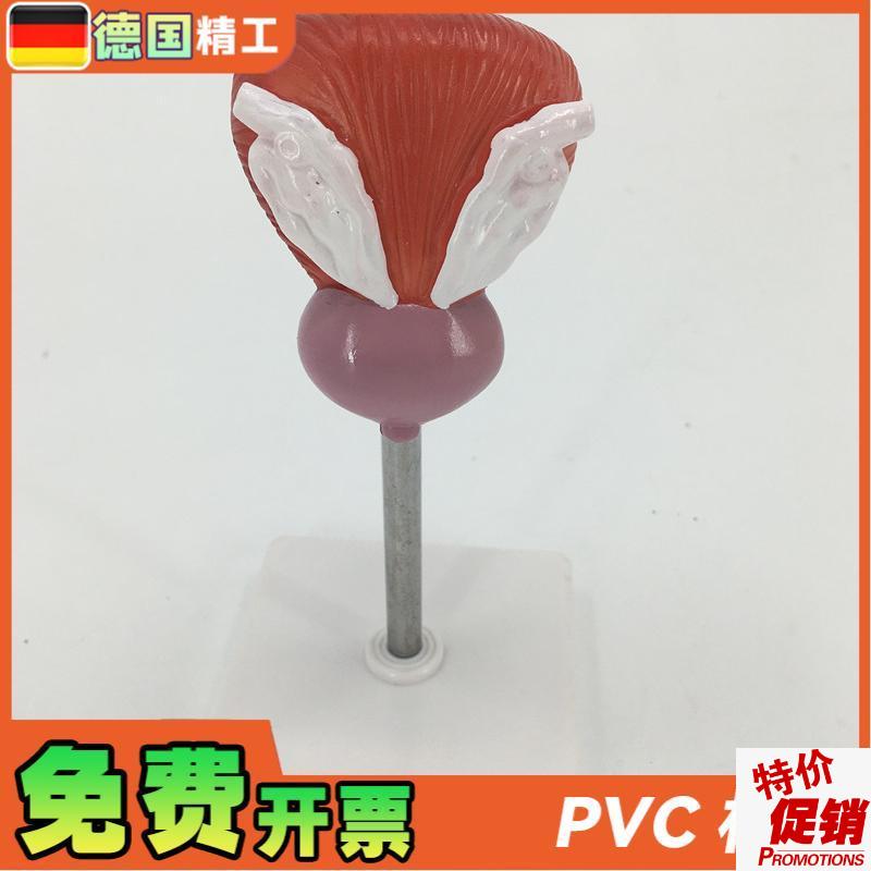 教学仿真膀胱g模型人体膀胱解剖标本2部件正常自然大膀胱医疗教具