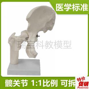 髋关节模型髂骨i坐骨大腿股骨头可活动拆卸1比1仿真骨科临床医用