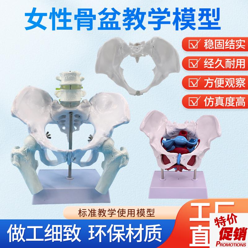 产后康复可活动骨盆模型骶骨髋骨女性可弯曲人体S骨骼解剖盆底肌