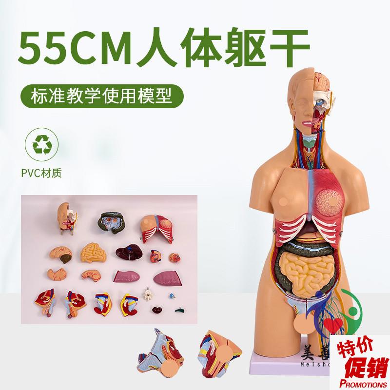 55CM人体器官身体结构解剖模y型医用仿真全身内脏拼装躯干解剖教