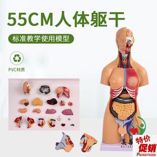 55CM人体器官身体结构解剖模y型医用仿真全身内脏拼装 躯干解剖教