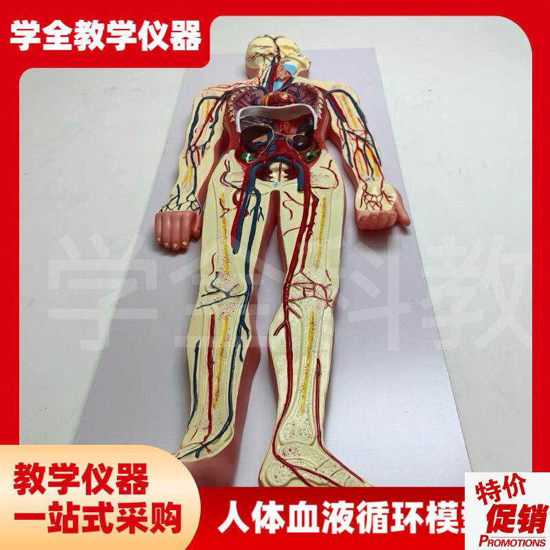 医学仿真人e体血液循环系统模型心脏外科动脉静脉神经血管解剖教