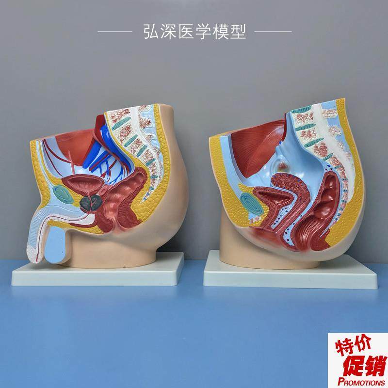 人体矢状解剖模型k男性女性生殖系统腹部器官切面妇产医学科教模