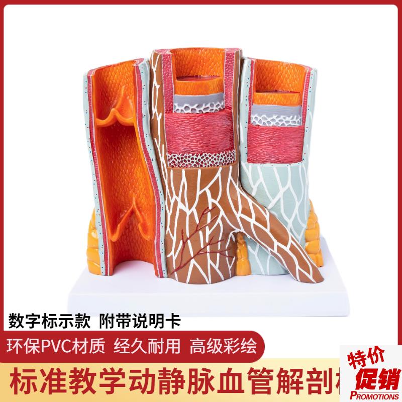 人体动静脉血管模型器官u解剖放大层次结构演示教学静脉动脉模型