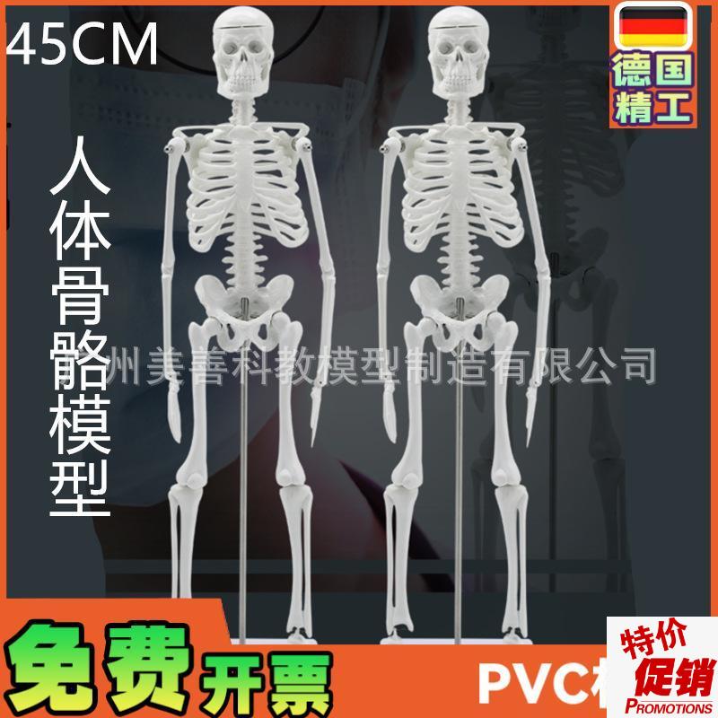人骨架标本模型人体骨骼模型45CM关节可活动教学W有支架骷髅骨架