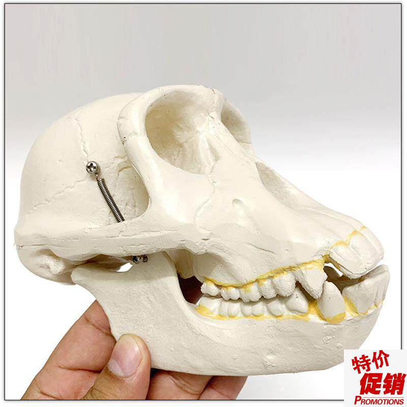 人类头骨区分古h猿人模型古代北京人骨髅头影视科普道具摆件玩具